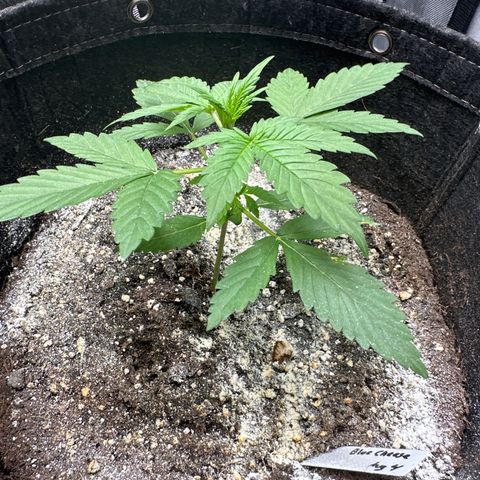 Blue Cheese #2 growlog timeline photo