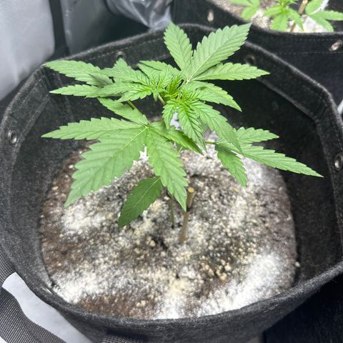 Pineapple Express growlog timeline photo