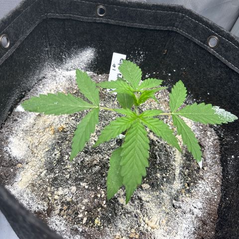 Purple Punch #1 growlog timeline photo