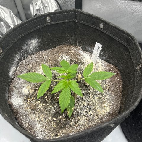 Purple Punch #3 growlog timeline photo