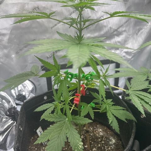 Pineapple Express growlog photo: Pre-Flower female pistils are showing. 