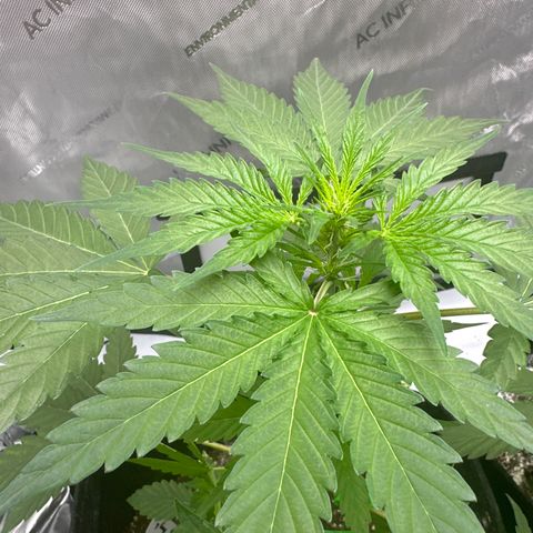 Pineapple Express growlog photo: Pre-Flower female pistils are showing. 