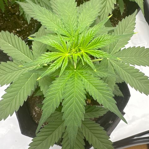 Blue Cheese #2 growlog photo: Working on LST for budding branches 