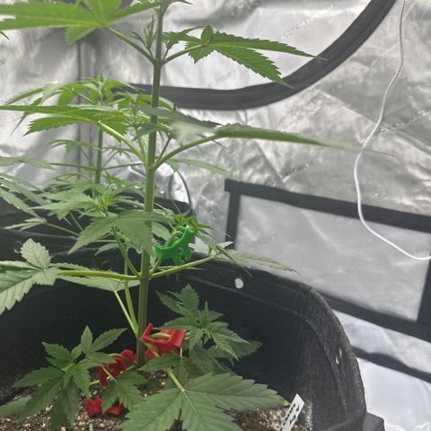Blue Cheese #2 growlog photo: Working on LST for budding branches 