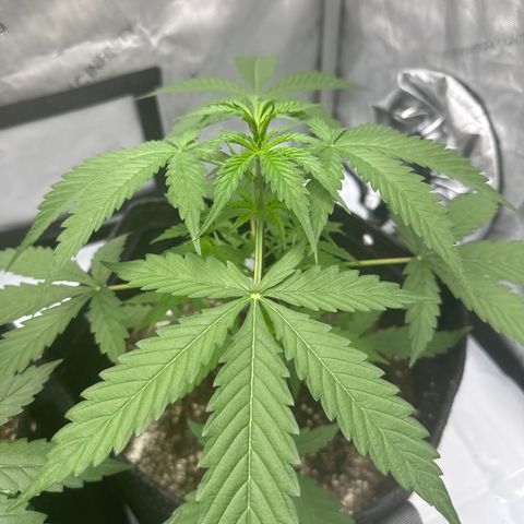 Purple Punch #1 growlog photo: Doing LST for budding branches
