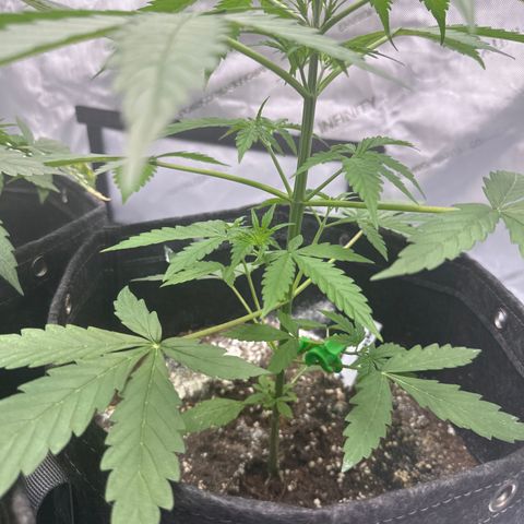 Purple Punch #1 growlog photo: Doing LST for budding branches
