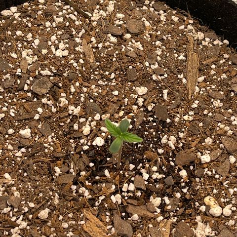 Super Lemon Haze Auto 1/20 growlog timeline photo