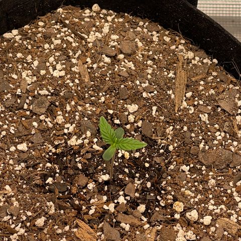 Super Lemon Haze Auto 1/20 growlog timeline photo