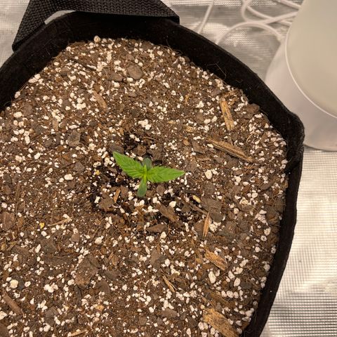 Super Lemon Haze Auto 1/20 growlog timeline photo