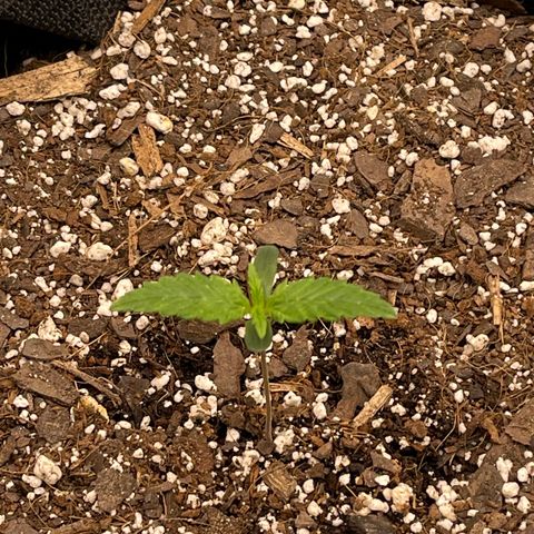 Super Lemon Haze Auto 1/20 growlog timeline photo