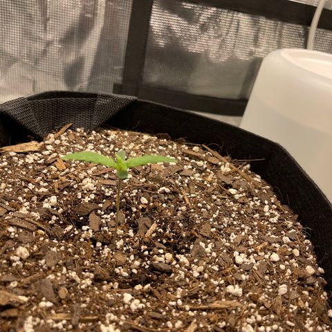 Super Lemon Haze Auto 1/20 growlog timeline photo