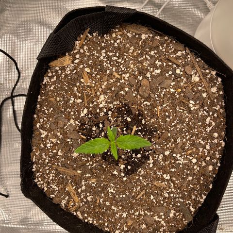 Super Lemon Haze Auto 1/20 growlog timeline photo