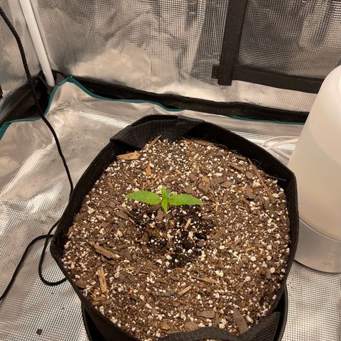 Super Lemon Haze Auto 1/20 growlog timeline photo