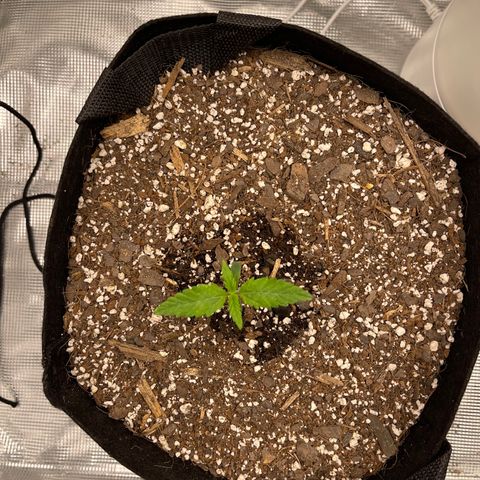 Super Lemon Haze Auto 1/20 growlog timeline photo