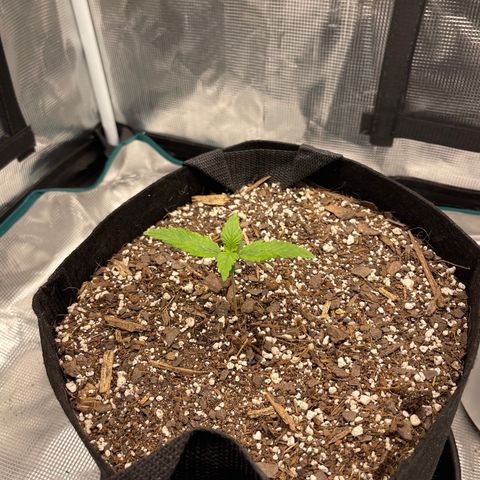 Super Lemon Haze Auto 1/20 growlog timeline photo