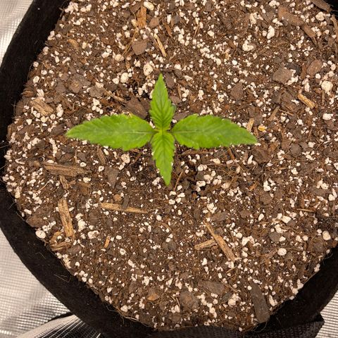 Super Lemon Haze Auto 1/20 growlog timeline photo
