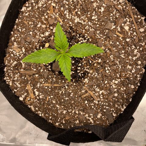 Super Lemon Haze Auto 1/20 growlog timeline photo