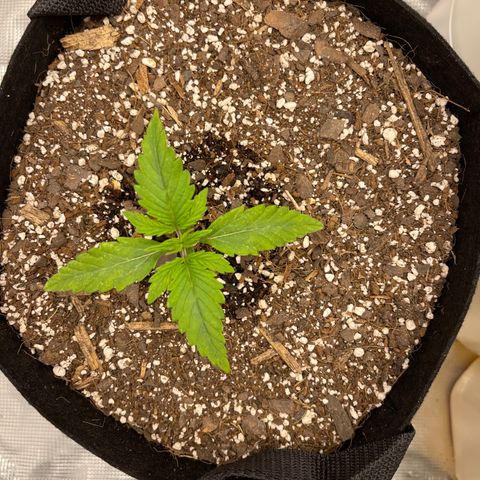 Super Lemon Haze Auto 1/20 growlog timeline photo