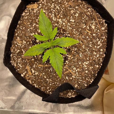 Super Lemon Haze Auto 1/20 growlog timeline photo