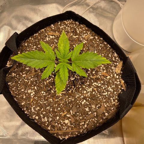 Super Lemon Haze Auto 1/20 growlog timeline photo