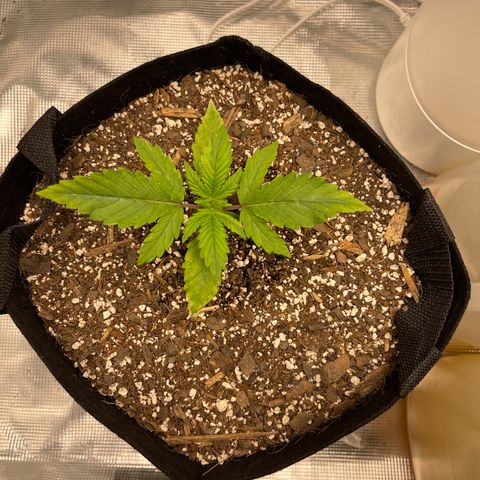 Super Lemon Haze Auto 1/20 growlog timeline photo