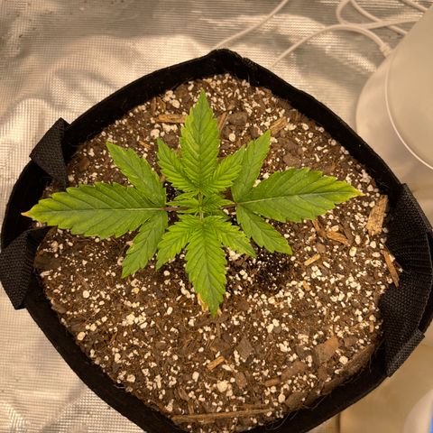 Super Lemon Haze Auto 1/20 growlog timeline photo