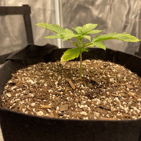 Super Lemon Haze Auto 1/20 growlog timeline photo