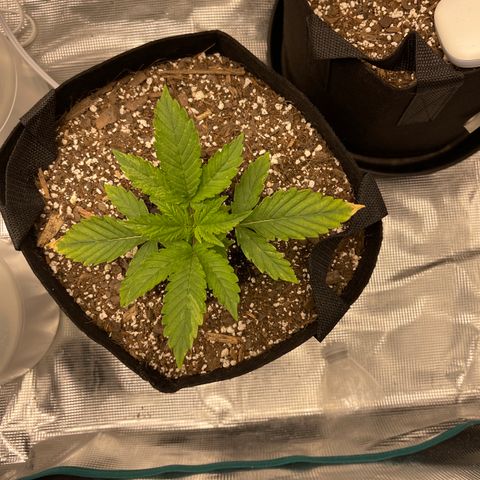 Super Lemon Haze Auto 1/20 growlog timeline photo