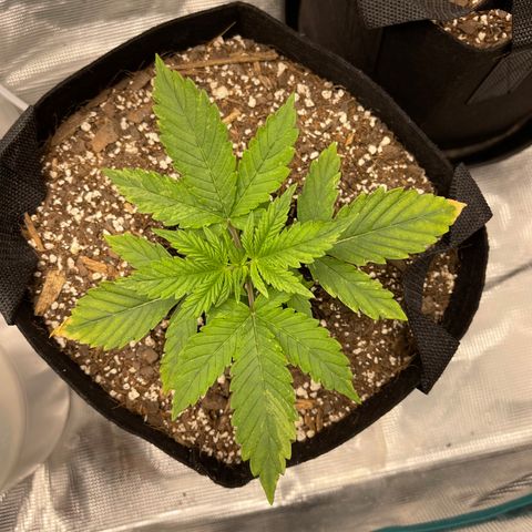 Super Lemon Haze Auto 1/20 growlog timeline photo