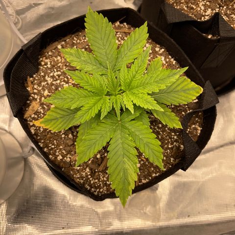 Super Lemon Haze Auto 1/20 growlog timeline photo