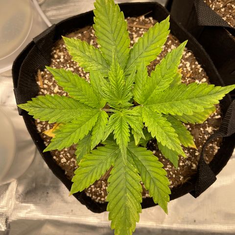 Super Lemon Haze Auto 1/20 growlog timeline photo