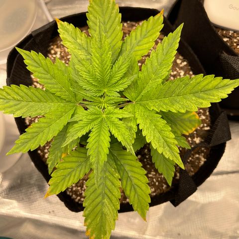 Super Lemon Haze Auto 1/20 growlog timeline photo