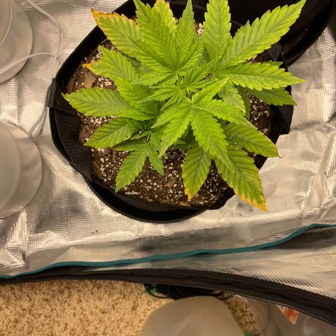 Super Lemon Haze Auto 1/20 growlog timeline photo