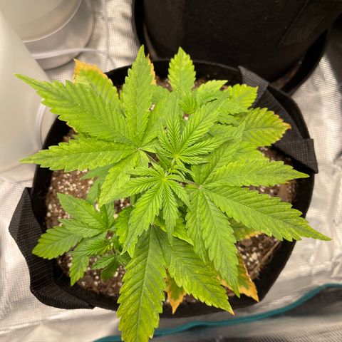Super Lemon Haze Auto 1/20 growlog timeline photo
