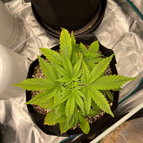 Super Lemon Haze Auto 1/20 growlog photo: First day of Week 4