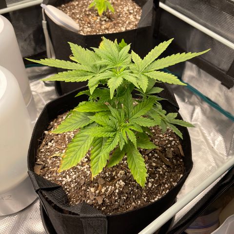 Super Lemon Haze Auto 1/20 growlog photo: First day of Week 4