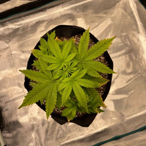 Super Lemon Haze Auto 1/20 growlog timeline photo