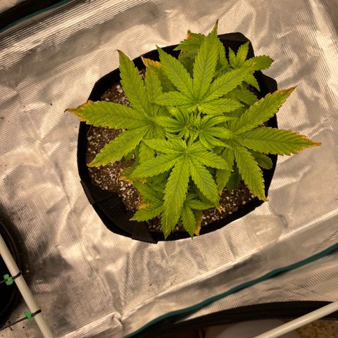 Super Lemon Haze Auto 1/20 growlog timeline photo