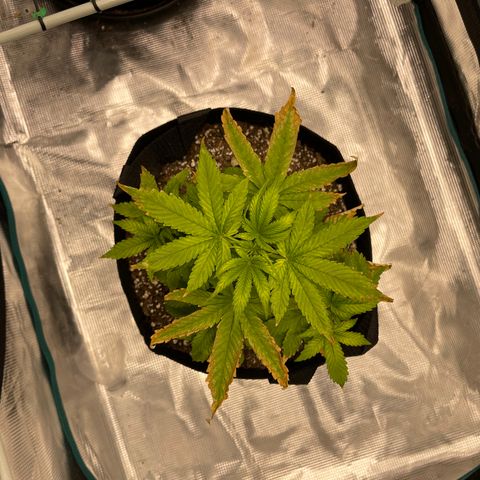 Super Lemon Haze Auto 1/20 growlog timeline photo