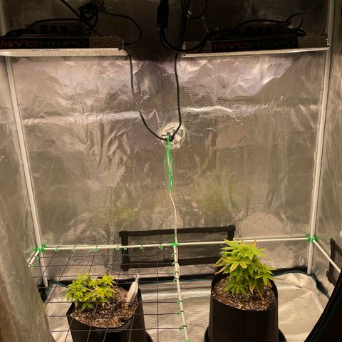 Super Lemon Haze Auto 1/20 growlog photo: Raised to top and increased to max output