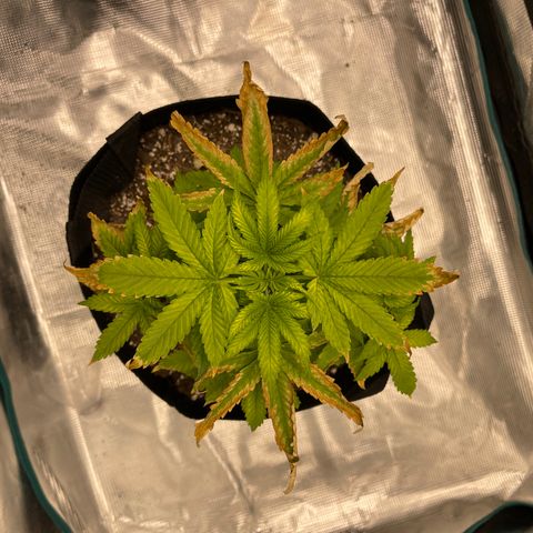 Super Lemon Haze Auto 1/20 growlog timeline photo