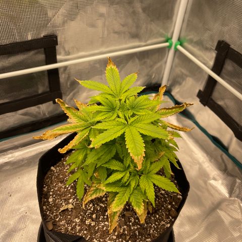 Super Lemon Haze Auto 1/20 growlog timeline photo