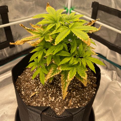 Super Lemon Haze Auto 1/20 growlog timeline photo