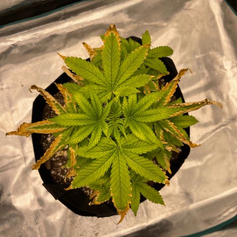 Super Lemon Haze Auto 1/20 growlog timeline photo