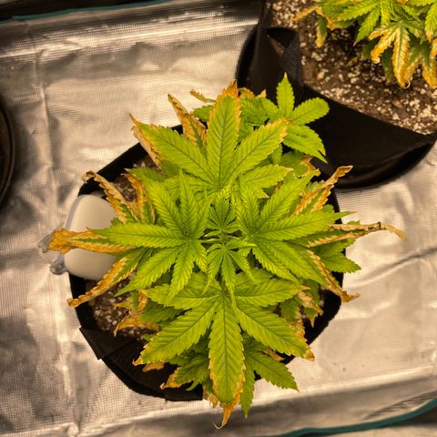 Super Lemon Haze Auto 1/20 growlog timeline photo