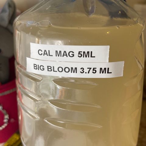 Super Lemon Haze Auto 1/20 growlog photo: Gave 100mL Cal Mag + Grow Big and 600 mL water