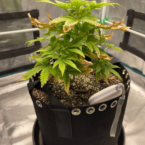 Super Lemon Haze Auto 1/20 growlog timeline photo