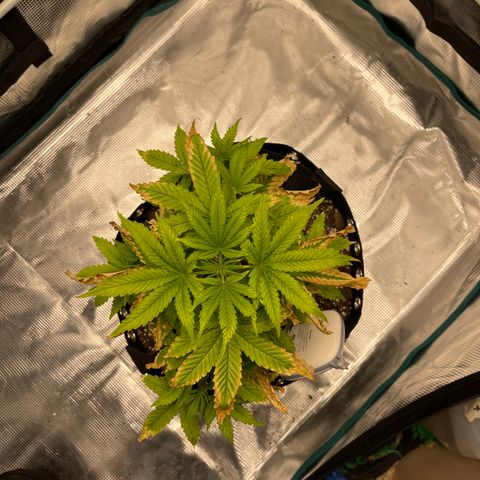 Super Lemon Haze Auto 1/20 growlog timeline photo