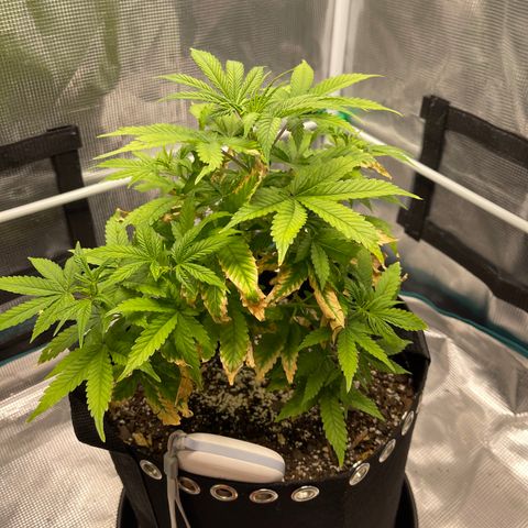 Super Lemon Haze Auto 1/20 growlog timeline photo
