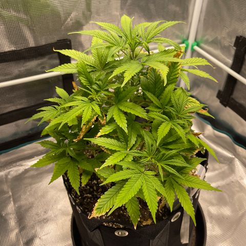 Super Lemon Haze Auto 1/20 growlog timeline photo